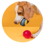 PET SUPPLIES